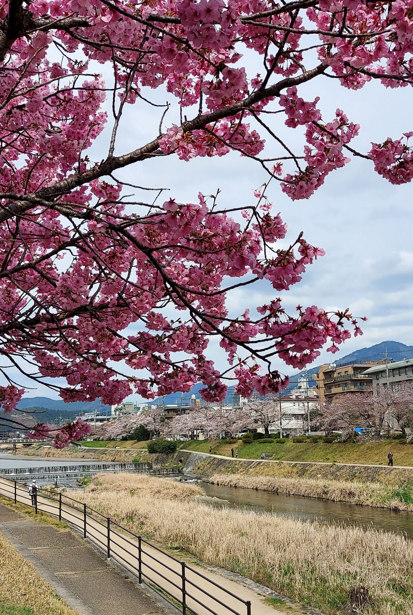 高野川と桜