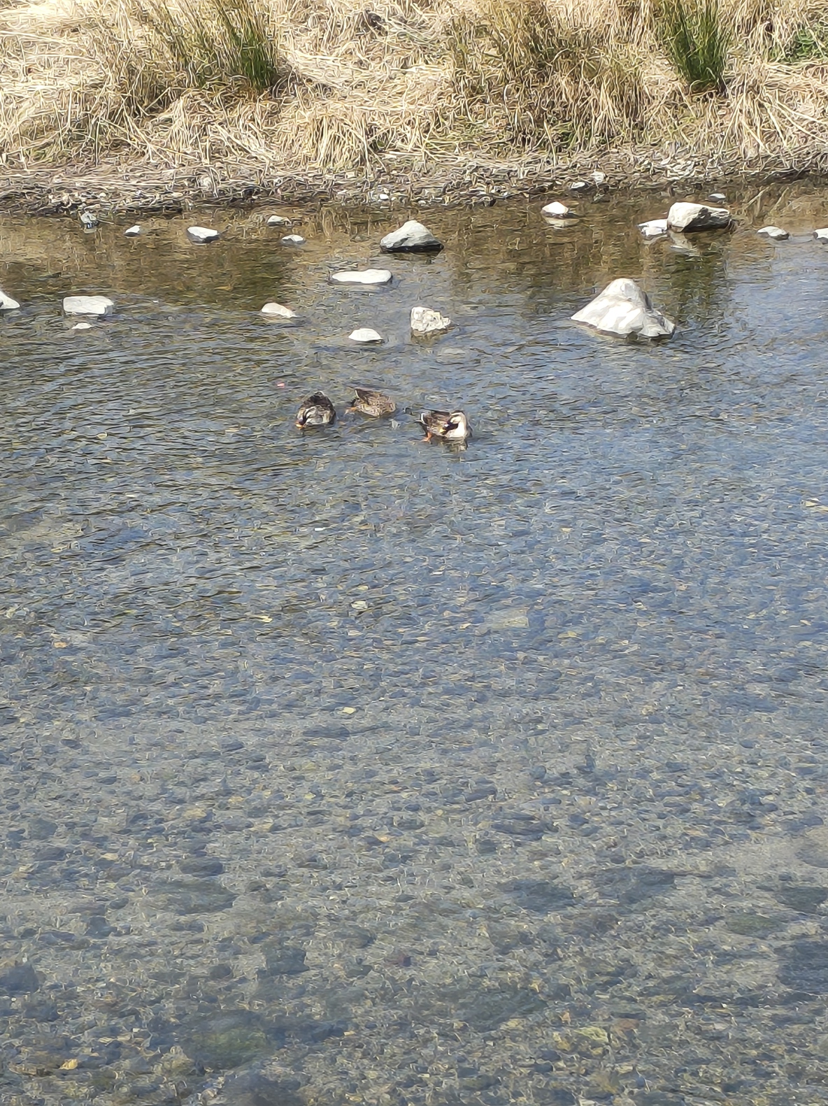 野鳥の画像。カメラ検証１