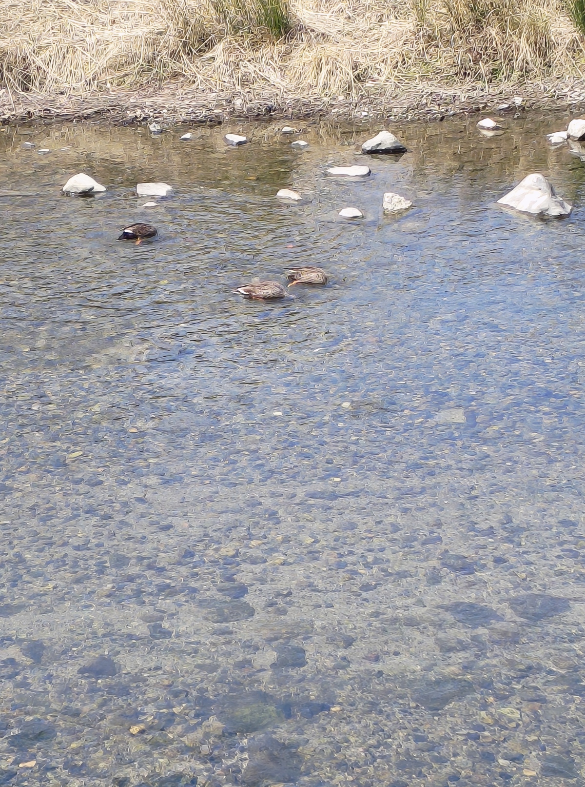 野鳥の画像。カメラ検証２